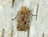 73.197 BF2260 Dotted Chestnut Conistra rubiginea