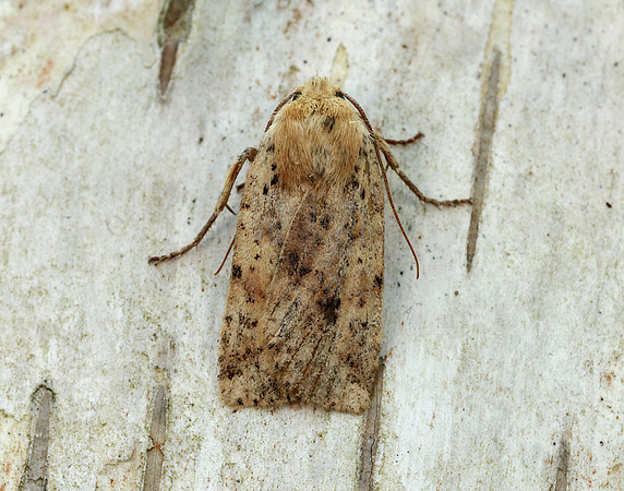 73.197 BF2260 Dotted Chestnut Conistra rubiginea