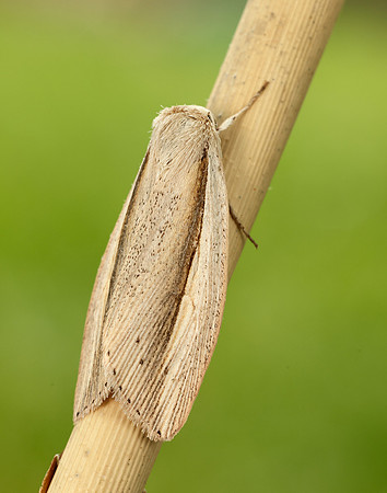 73.305 BF2209 Flame Wainscot Senta flammea