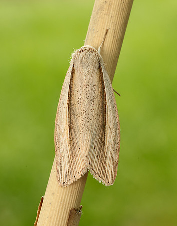 73.305 BF2209 Flame Wainscot Senta flammea