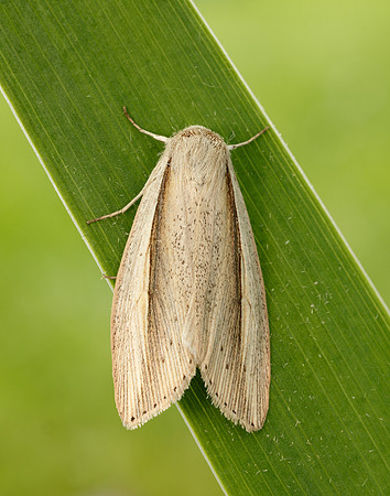 73.305 BF2209 Flame Wainscot Senta flammea