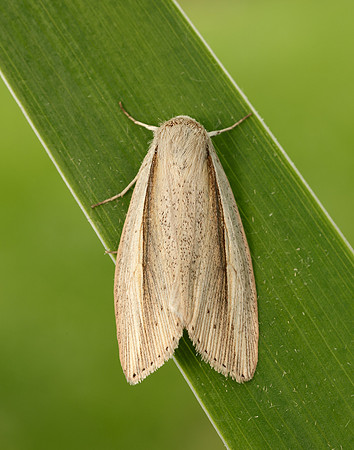 73.305 BF2209 Flame Wainscot Senta flammea