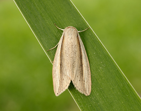 73.305 BF2209 Flame Wainscot Senta flammea