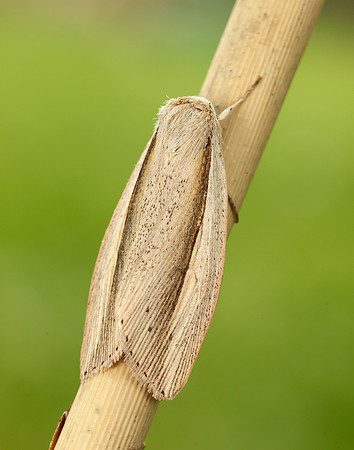 73.305 BF2209 Flame Wainscot Senta flammea