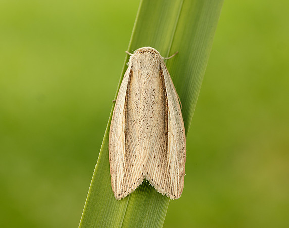 73.305 BF2209 Flame Wainscot Senta flammea