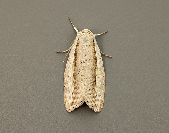 73.305 BF2209 Flame Wainscot Senta flammea