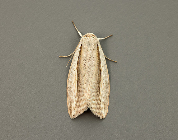 73.305 BF2209 Flame Wainscot Senta flammea