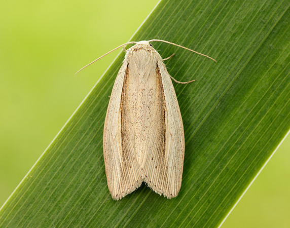 73.305 BF2209 Flame Wainscot Senta flammea