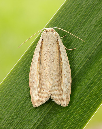 73.305 BF2209 Flame Wainscot Senta flammea