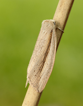 73.305 BF2209 Flame Wainscot Senta flammea