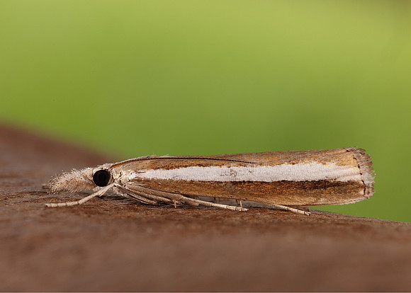 63.091 BF1307 Agriphila latistria