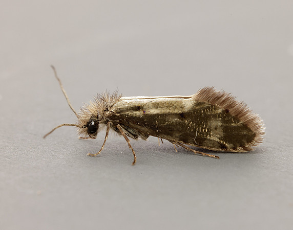 2.001 BF6 Dyseriocrania subpurpurella