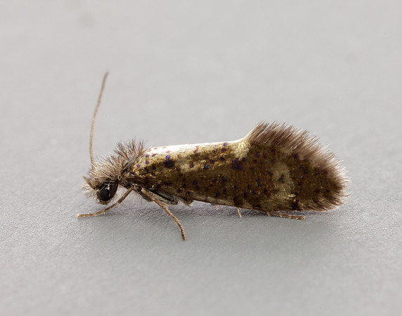 2.001 BF6 Dyseriocrania subpurpurella