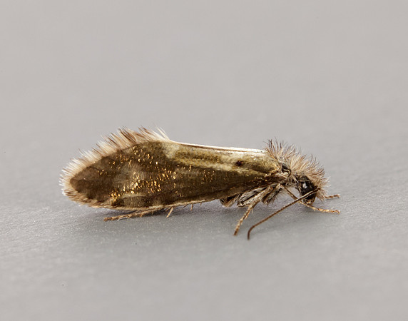 2.001 BF6 Dyseriocrania subpurpurella