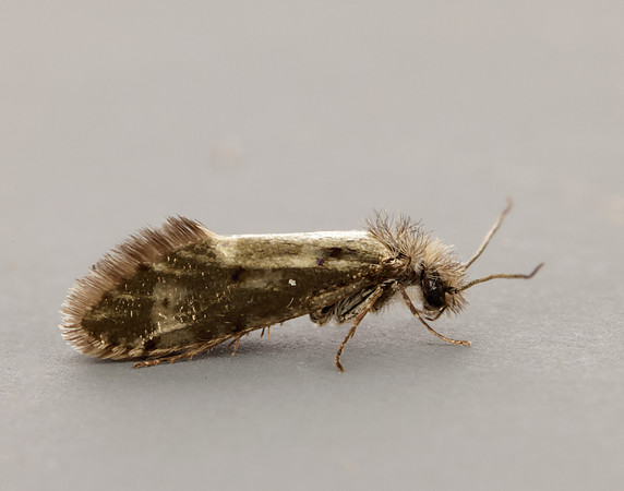 2.001 BF6 Dyseriocrania subpurpurella