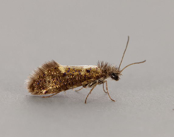 2.001 BF6 Dyseriocrania subpurpurella