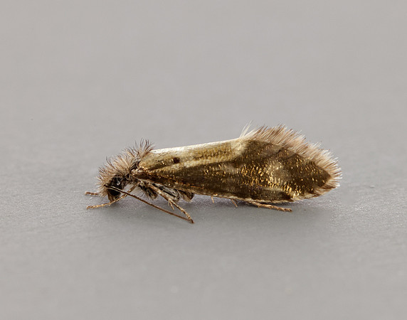 2.001 BF6 Dyseriocrania subpurpurella