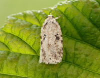 32.017 BF697 Agonopterix arenella