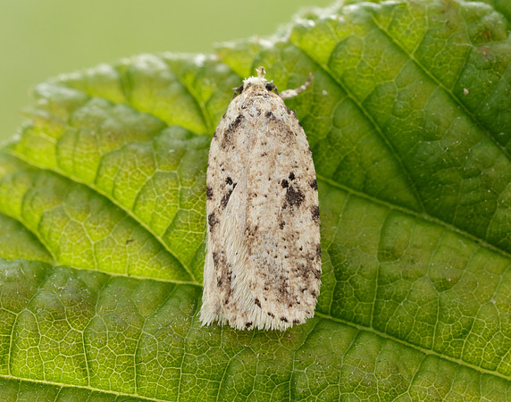 32.017 BF697 Agonopterix arenella
