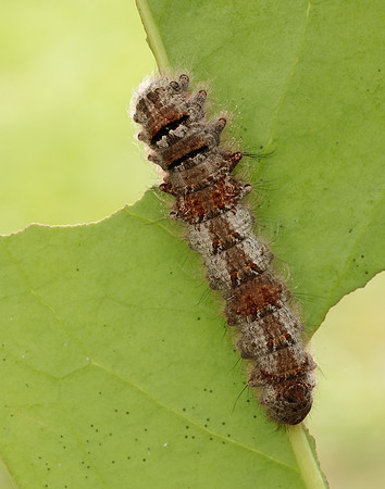 66.012 BF1642 Lappet Gastropacha quercifolia