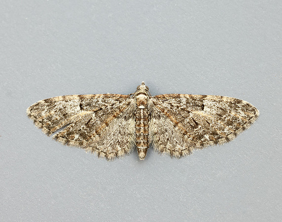 70.156 BF1852 Brindled Pug Eupithecia abbreviata