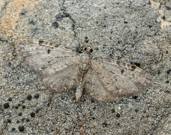 70.161 BF1851 Golden-rod Pug Eupithecia virgaureata