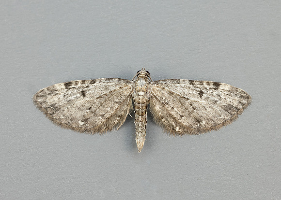 70.161 BF1851 Golden-rod Pug Eupithecia virgaureata