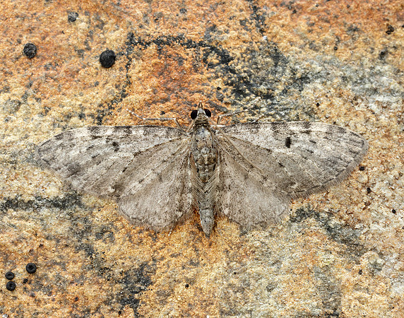 70.161 BF1851 Golden-rod Pug Eupithecia virgaureata