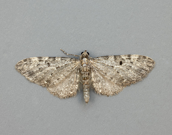 70.161 BF1851 Golden-rod Pug Eupithecia virgaureata