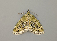 70.200 BF1883 Yellow-barred Brindle Acasis viretata