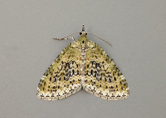 70.200 BF1883 Yellow-barred Brindle Acasis viretata