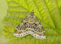 70.200 BF1883 Yellow-barred Brindle Acasis viretata