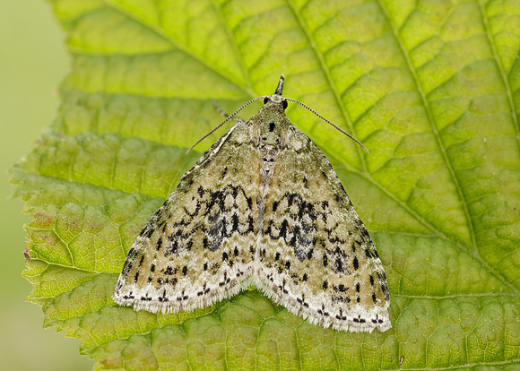 70.200 BF1883 Yellow-barred Brindle Acasis viretata