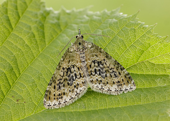 70.200 BF1883 Yellow-barred Brindle Acasis viretata