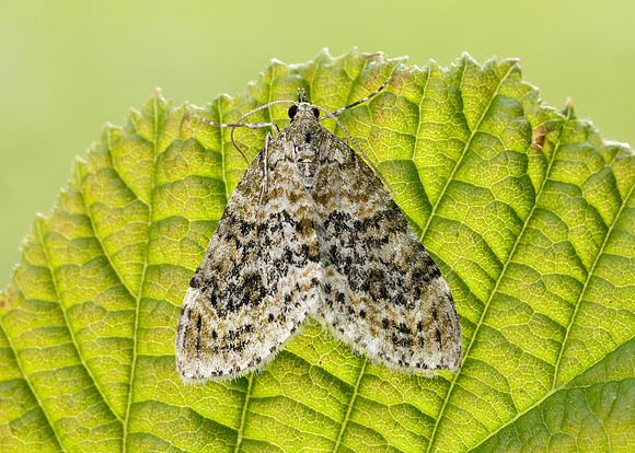 70.200 BF1883 Yellow-barred Brindle Acasis viretata