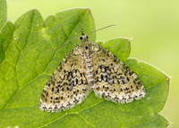70.200 BF1883 Yellow-barred Brindle Acasis viretata
