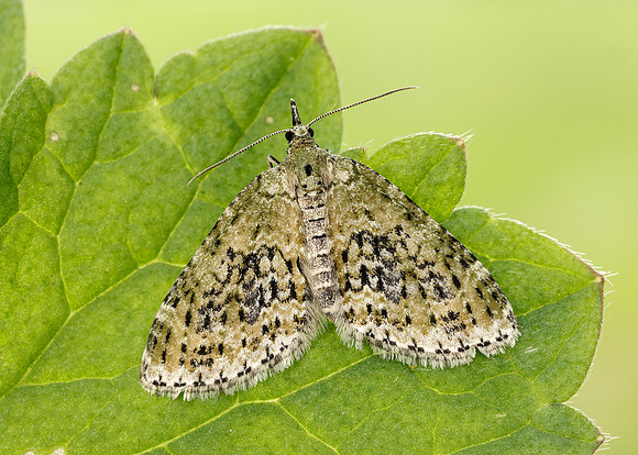 70.200 BF1883 Yellow-barred Brindle Acasis viretata