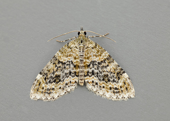 70.200 BF1883 Yellow-barred Brindle Acasis viretata