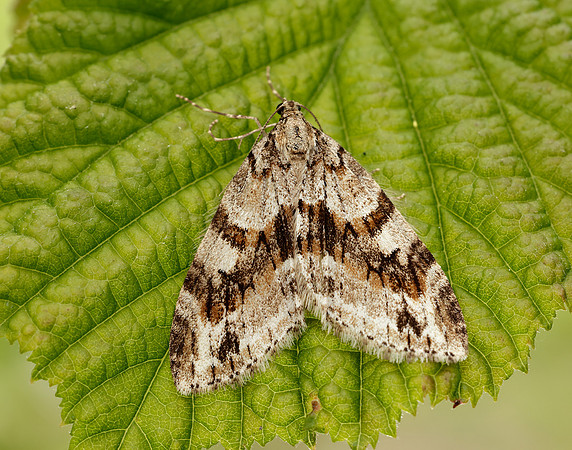 70.201 BF1880 Barred Tooth-striped Trichopteryx polycommata