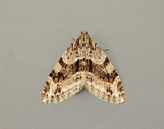 70.201 BF1880 Barred Tooth-striped Trichopteryx polycommata