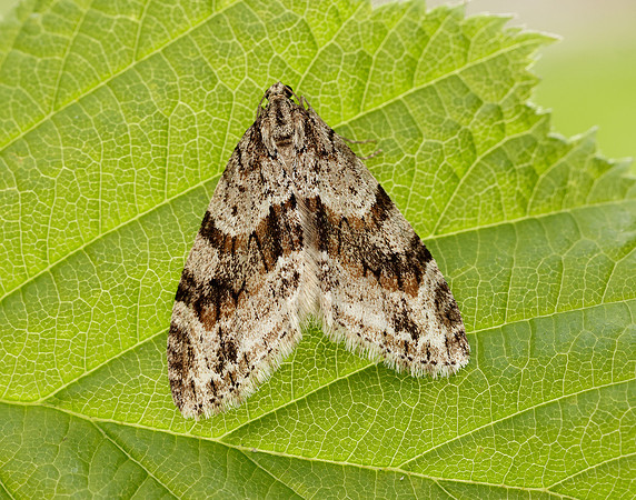 70.201 BF1880 Barred Tooth-striped Trichopteryx polycommata