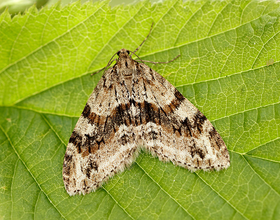 70.201 BF1880 Barred Tooth-striped Trichopteryx polycommata