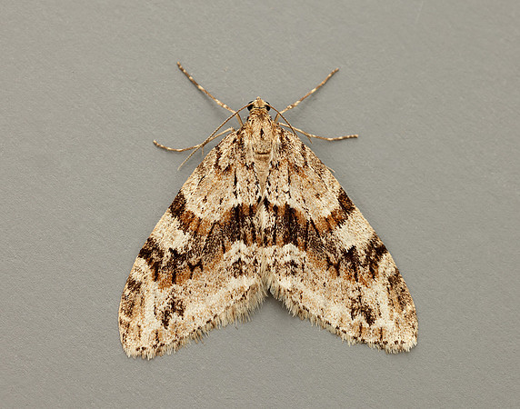 70.201 BF1880 Barred Tooth-striped Trichopteryx polycommata