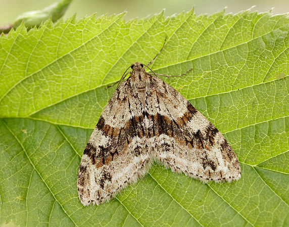 70.201 BF1880 Barred Tooth-striped Trichopteryx polycommata