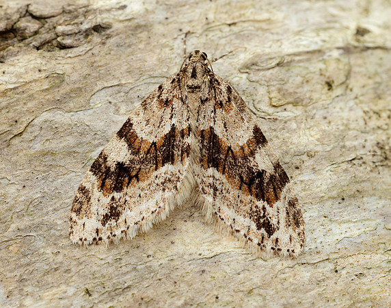 70.201 BF1880 Barred Tooth-striped Trichopteryx polycommata