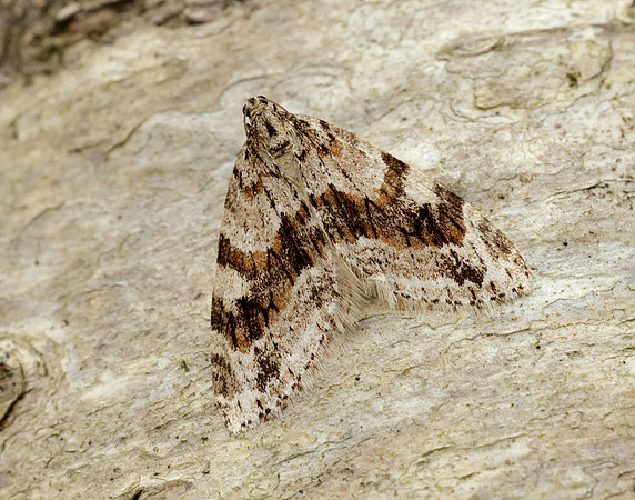 70.201 BF1880 Barred Tooth-striped Trichopteryx polycommata