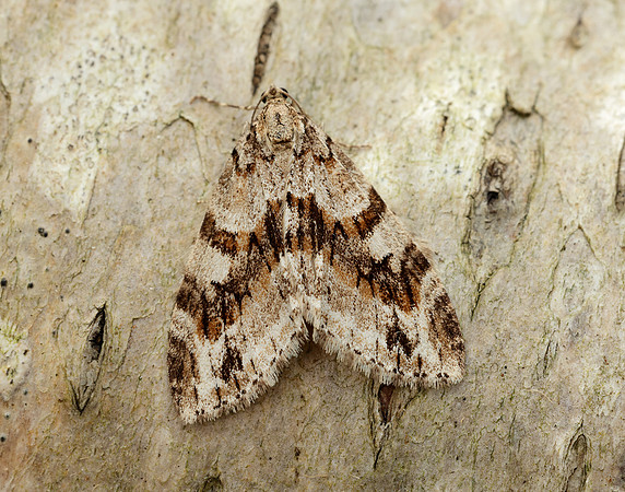 70.201 BF1880 Barred Tooth-striped Trichopteryx polycommata