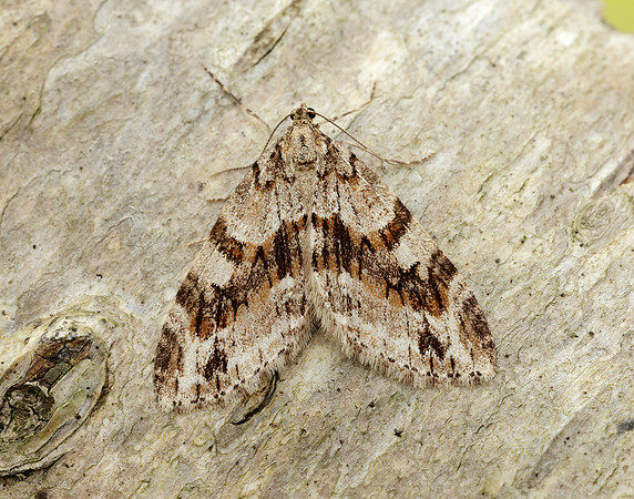 70.201 BF1880 Barred Tooth-striped Trichopteryx polycommata
