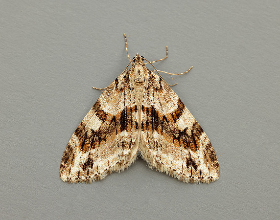 70.201 BF1880 Barred Tooth-striped Trichopteryx polycommata