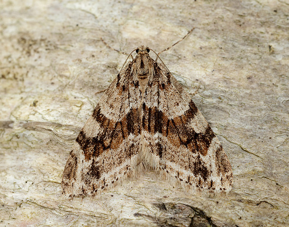 70.201 BF1880 Barred Tooth-striped Trichopteryx polycommata